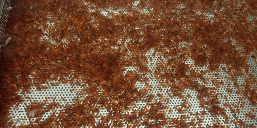 close-up of fish fingerlings at 'Fresko'